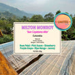 Milton Monroy - Gesha Natural 150G ( Filter Roasted )