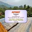 Apiwat - Honey ( Filter Roasted )